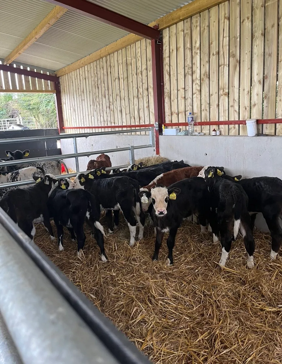 12 super Hereford heifers - Image 1