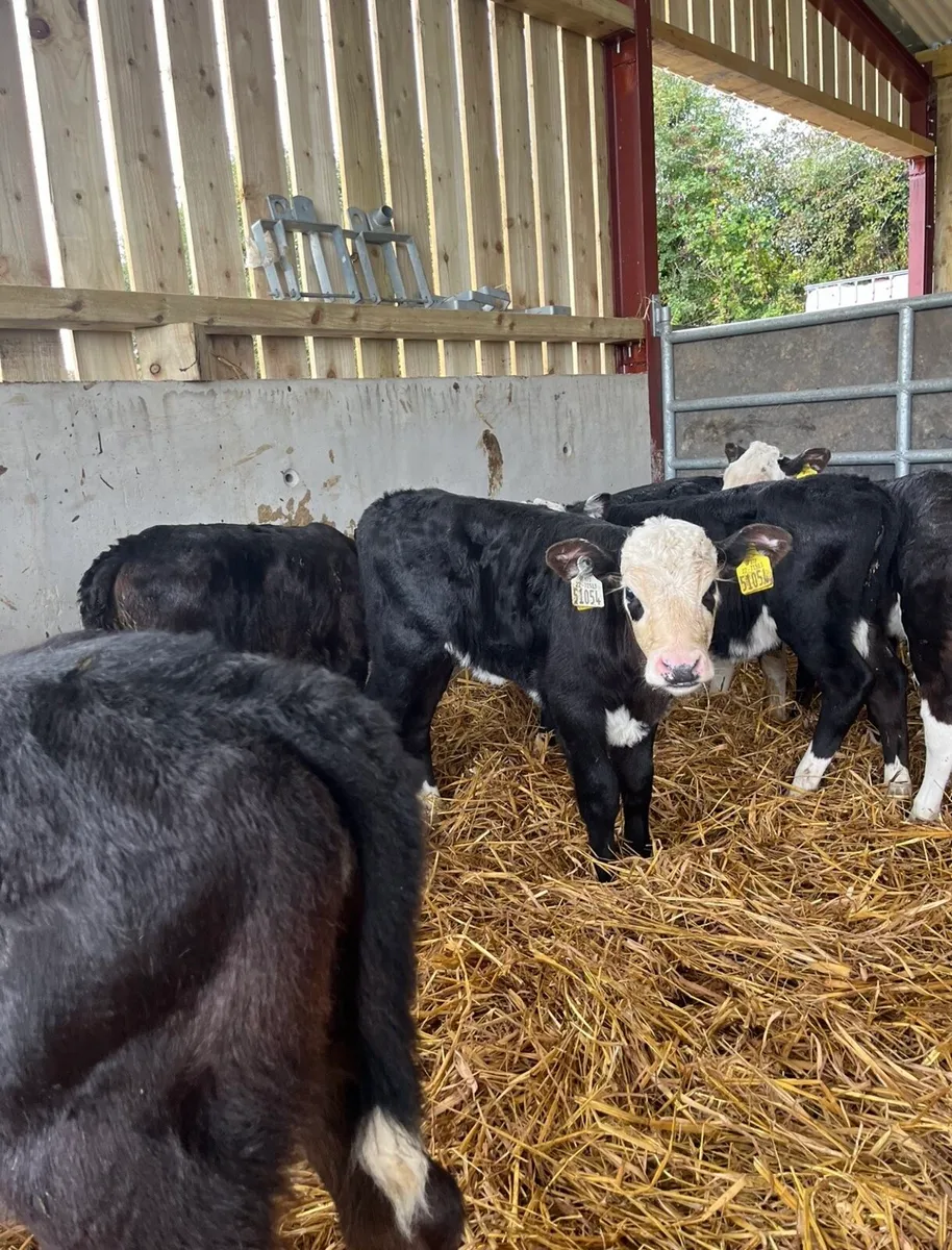 12 super Hereford heifers - Image 2
