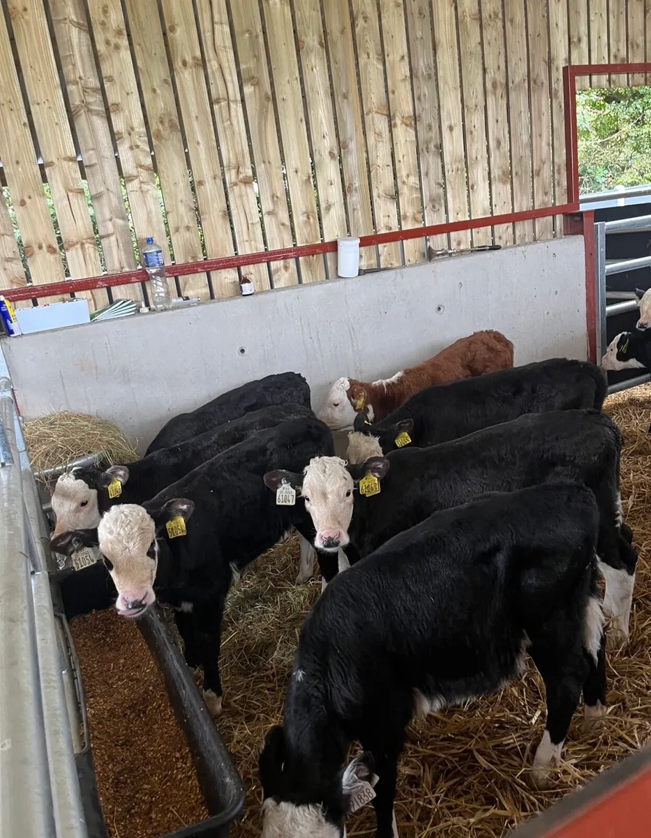 12 super Hereford heifers - Image 3