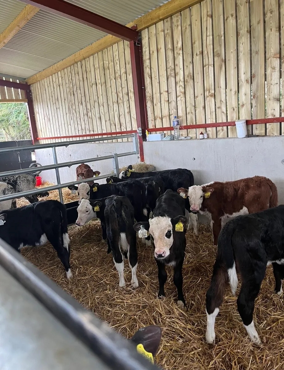 12 super Hereford heifers - Image 4