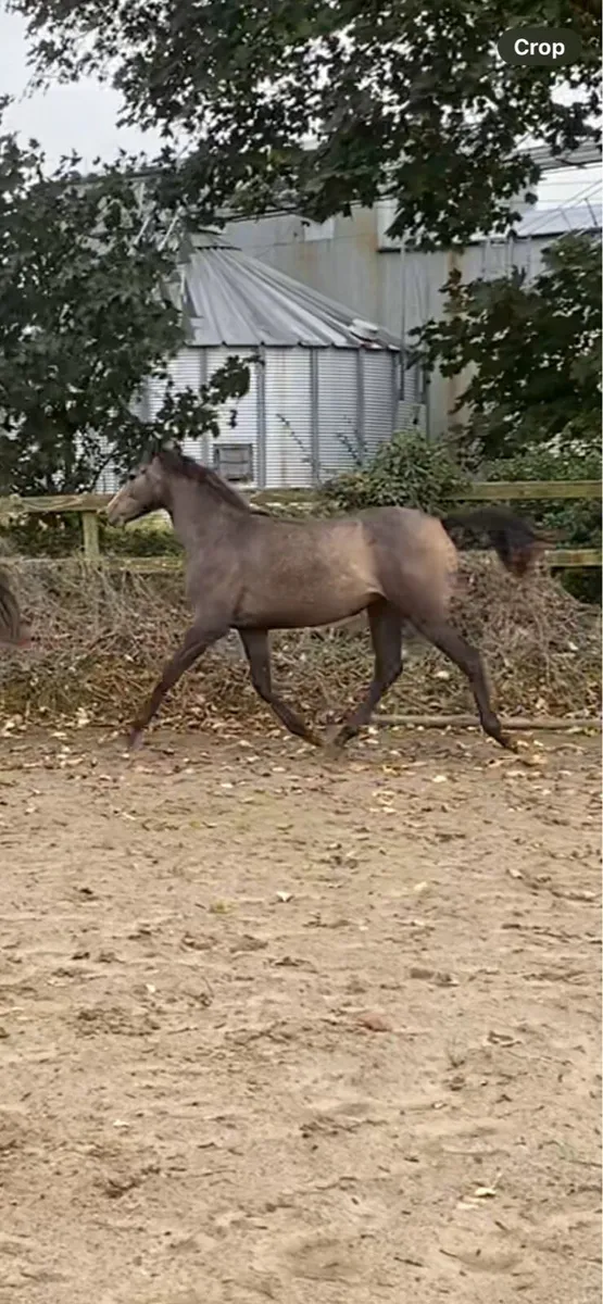 Lagans  Obos yearling - Image 1