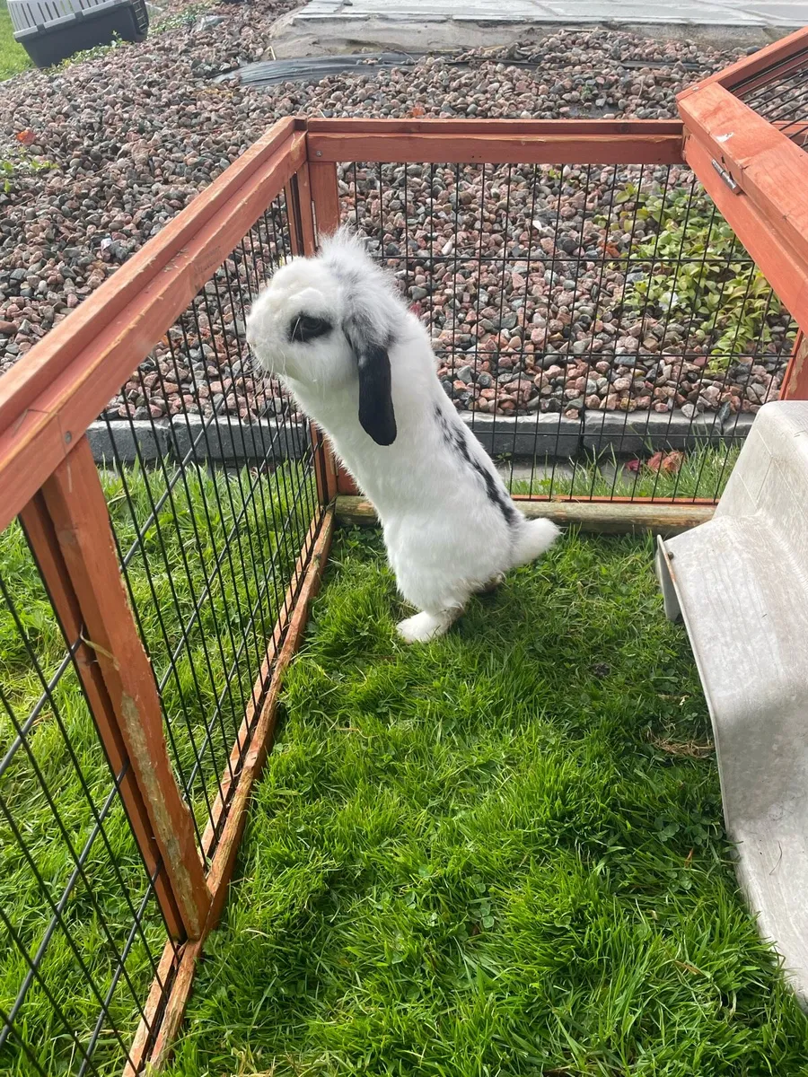 Rabbit - Image 1