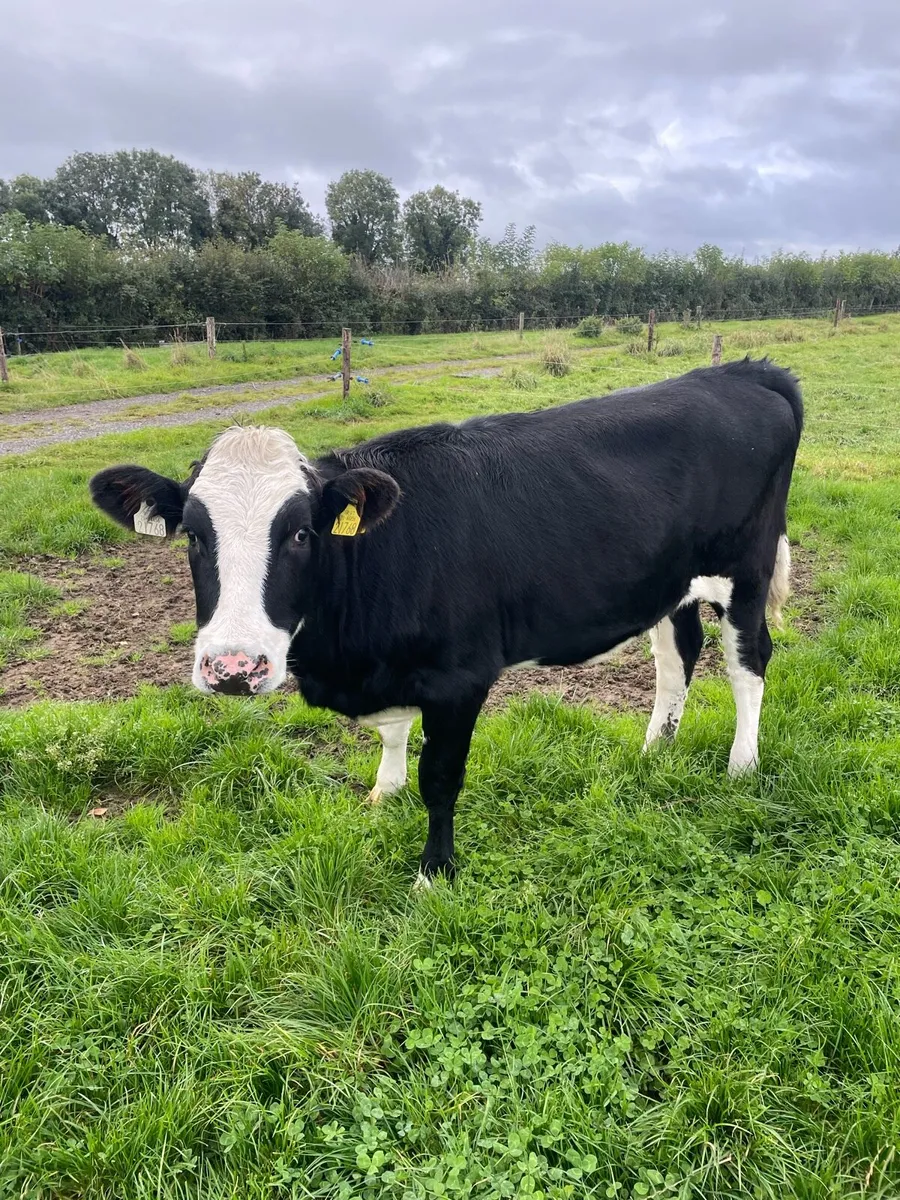 Friesian Bullock and Heifers - Image 2