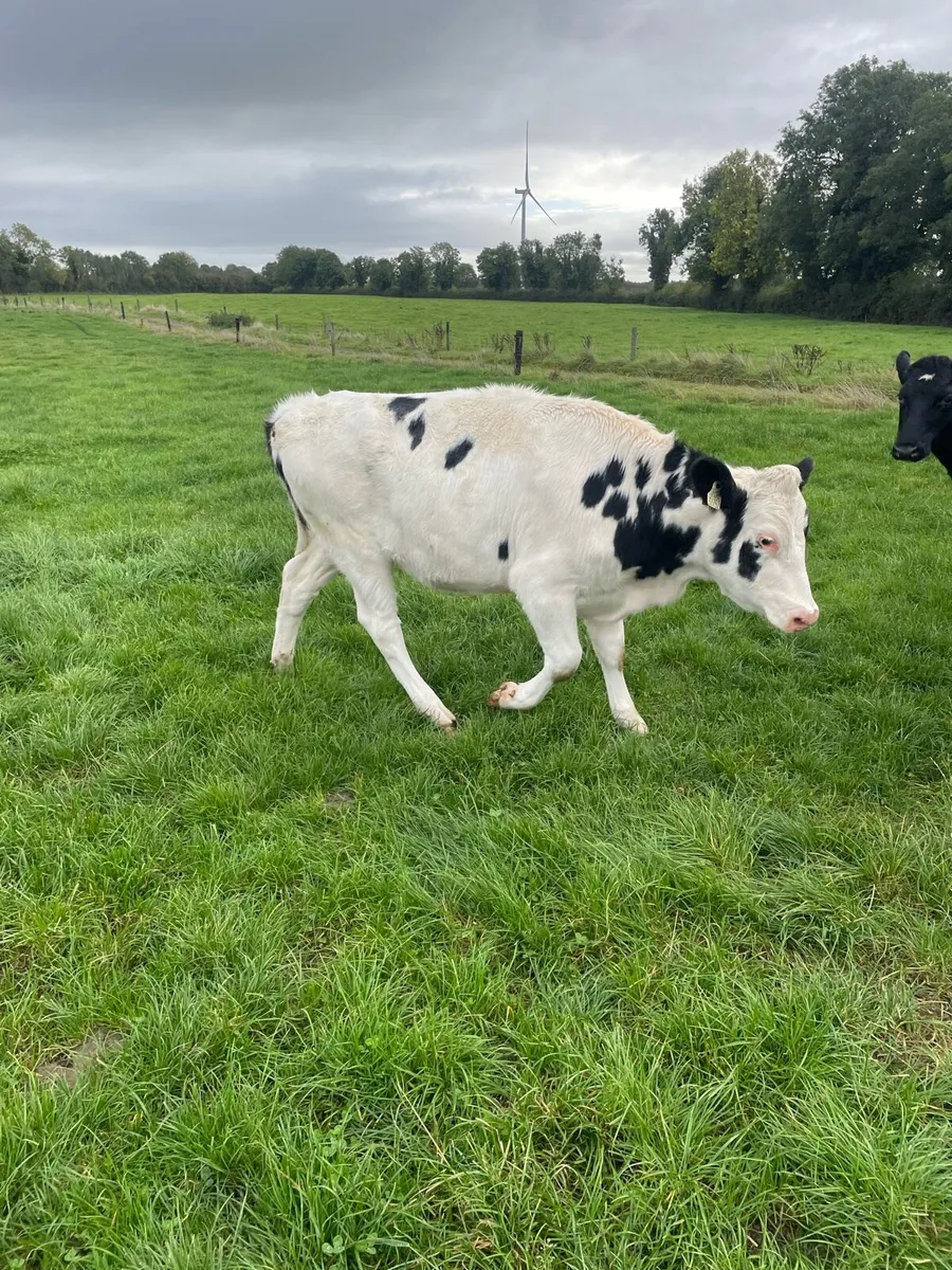 Friesian Bullock and Heifers - Image 3