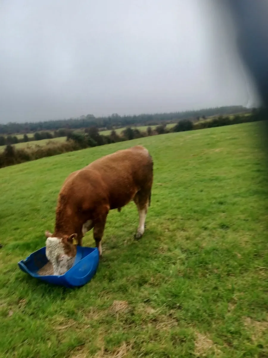 Beef cattle - Image 1