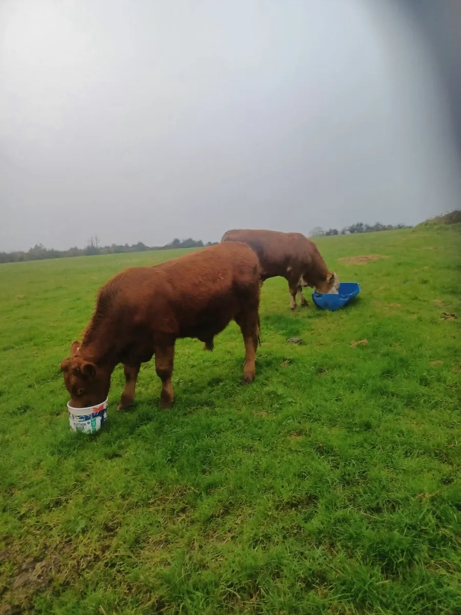 Beef cattle - Image 2