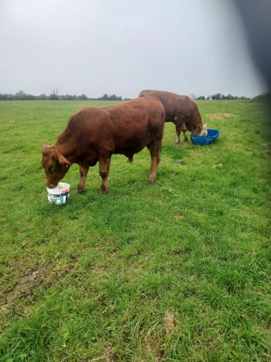 Beef cattle - Image 3