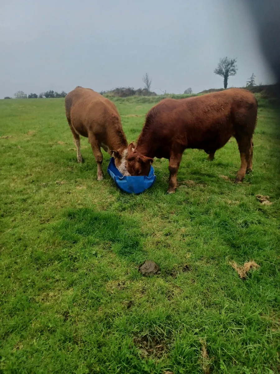Beef cattle - Image 4