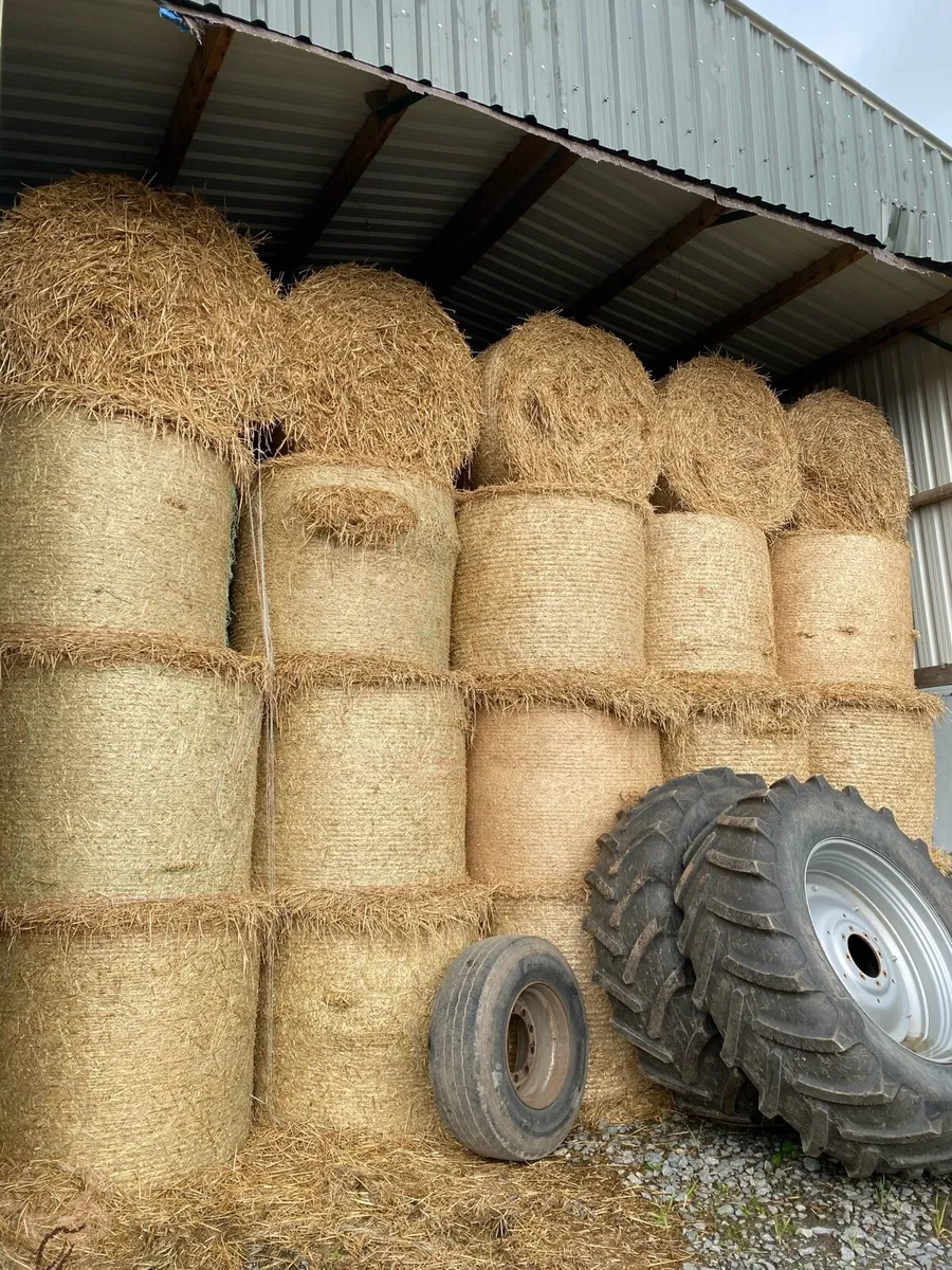 Barley straw