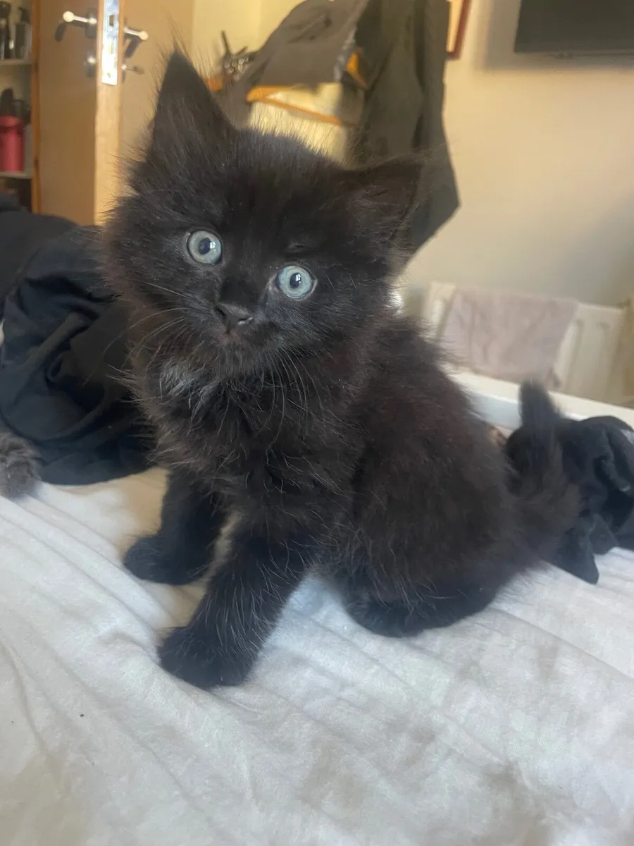 Kittens - Image 2