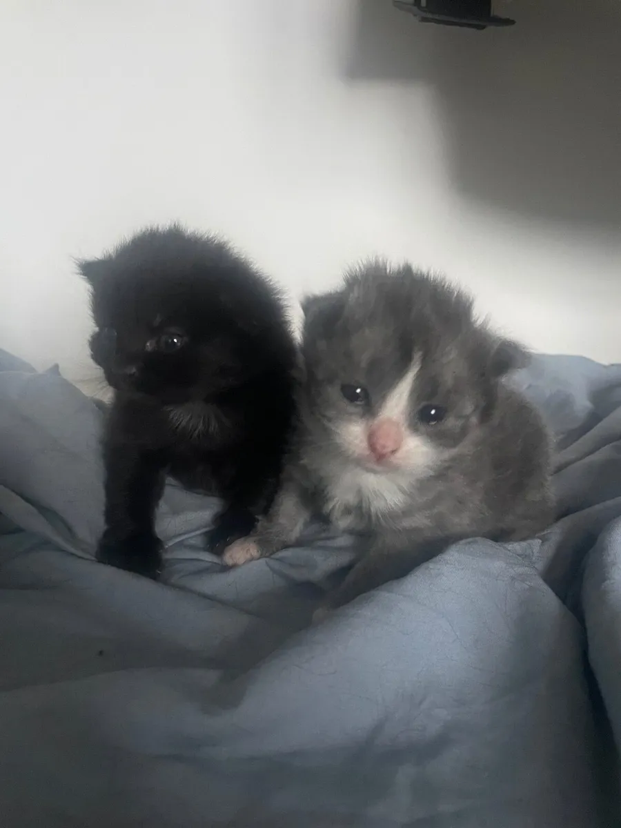 Kittens - Image 3