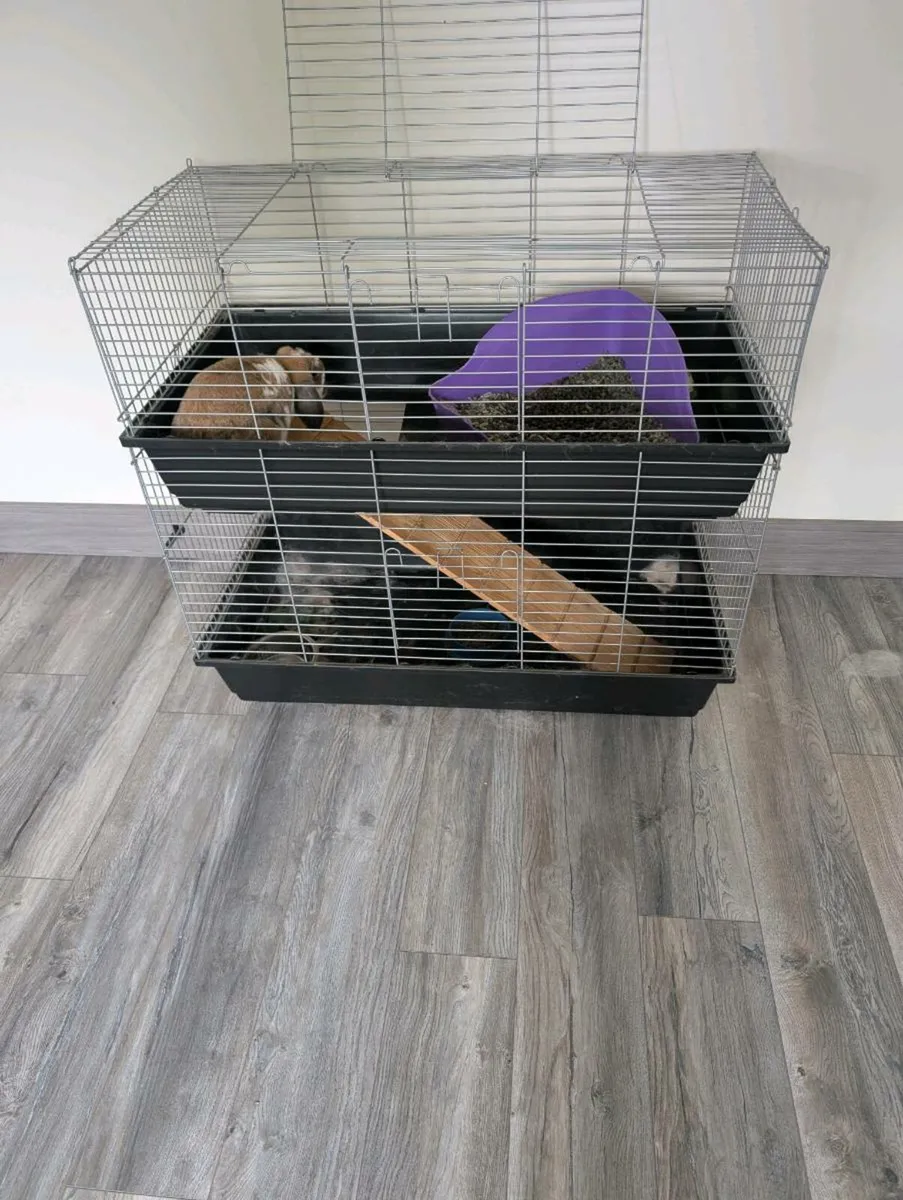 Rabbit - Image 1
