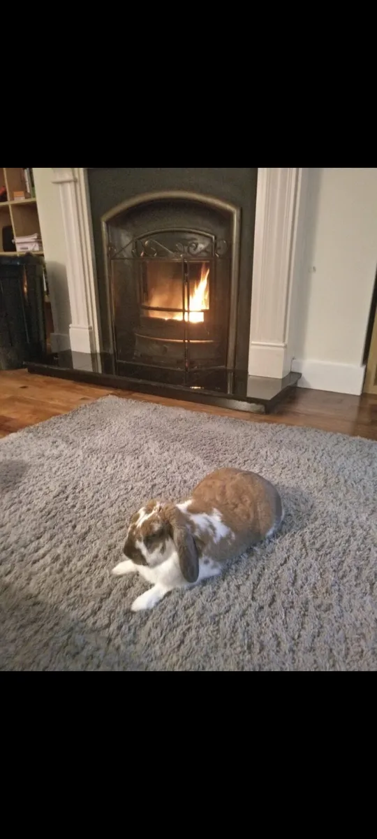 Rabbit - Image 2