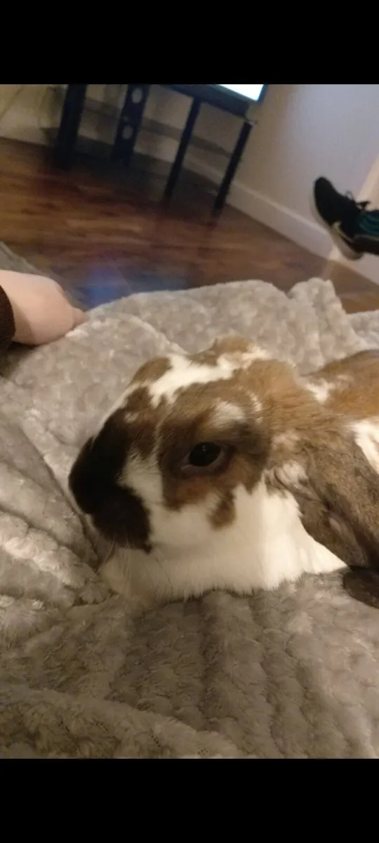 Rabbit - Image 3