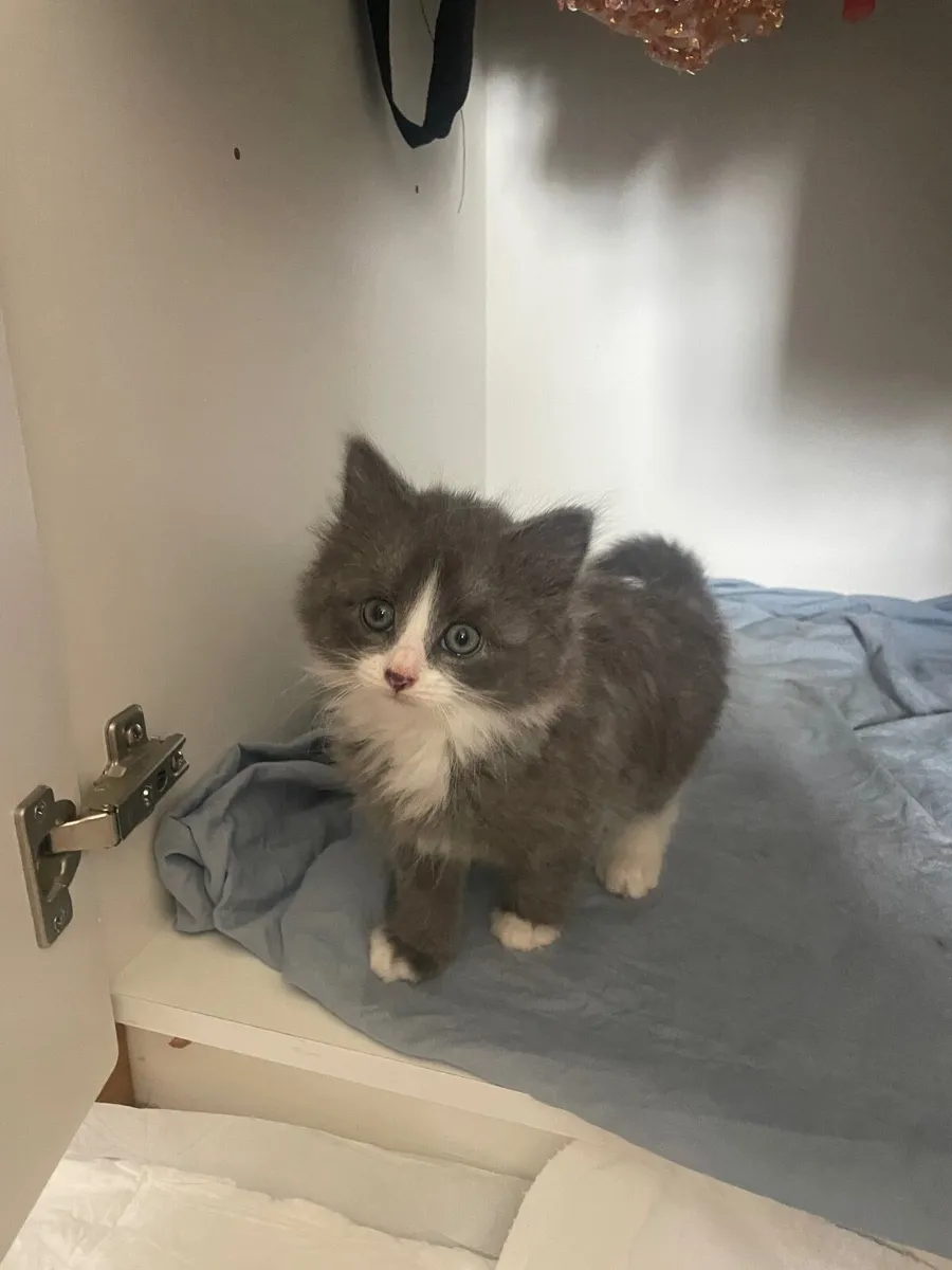 Kittens - Image 4