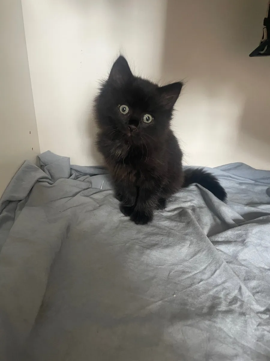 Kittens - Image 4