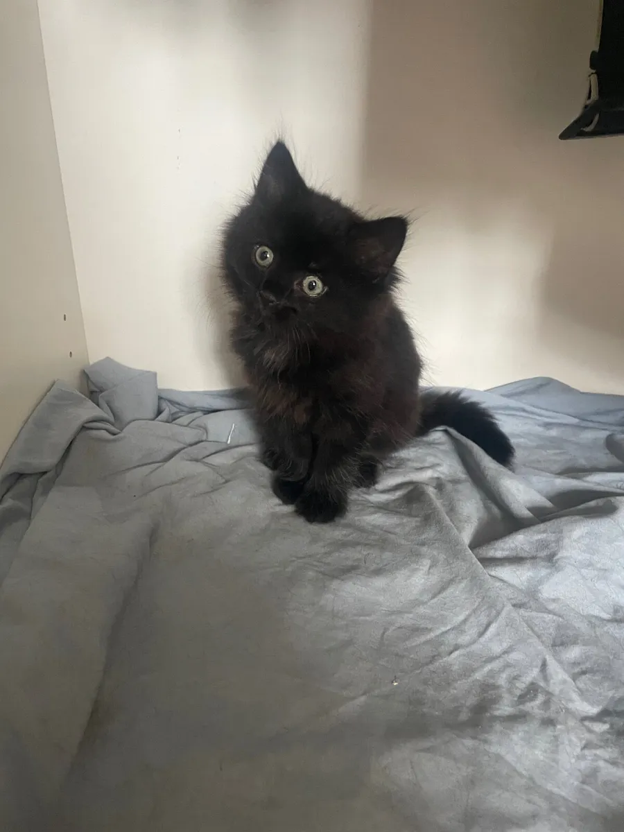 Kitten - Image 2