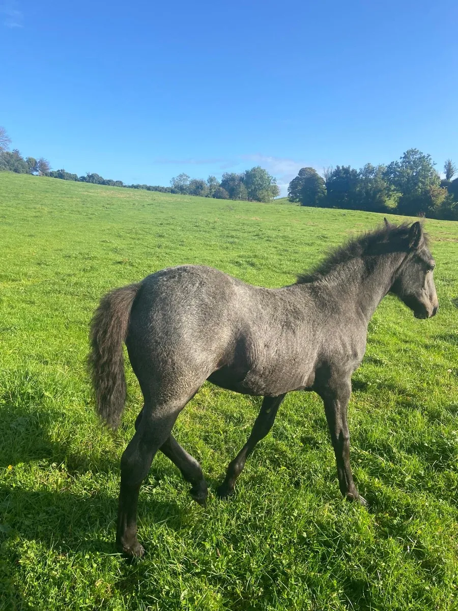 Exceptional Connemara filly foal - Image 1