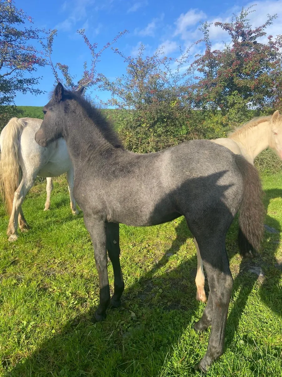 Exceptional Connemara filly foal - Image 3