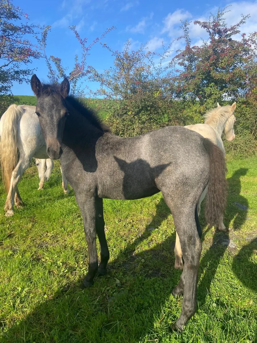 Exceptional Connemara filly foal - Image 4