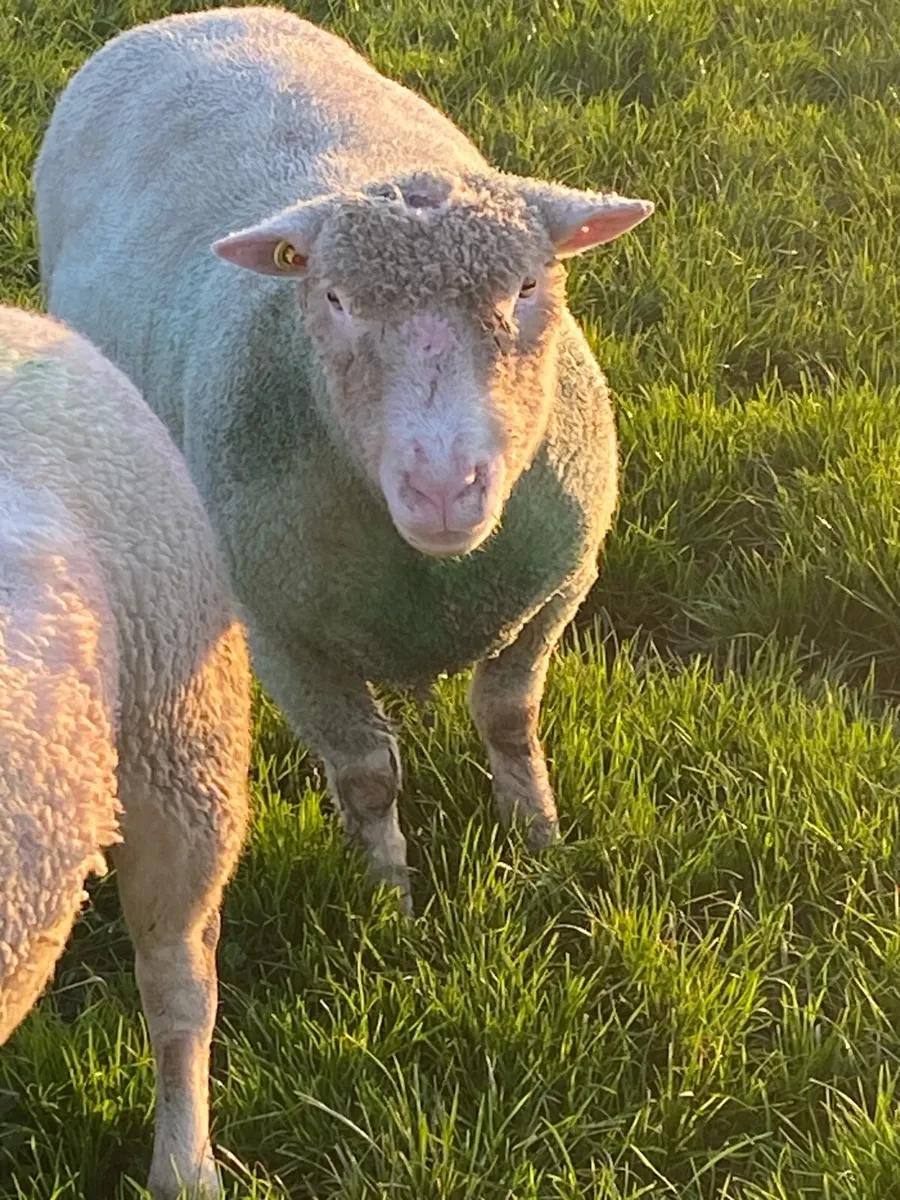 2 PBR Polled Dorset Rams , Both SIS Approved - Image 2