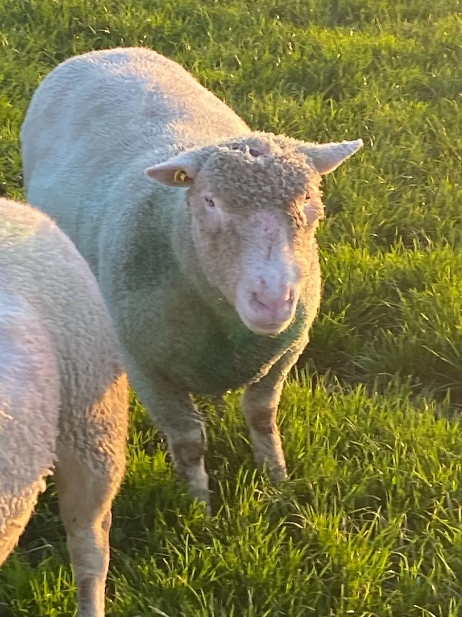 2 PBR Polled Dorset Rams , Both SIS Approved - Image 1