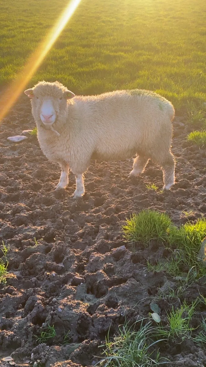 2 PBR Polled Dorset Rams , Both SIS Approved - Image 3