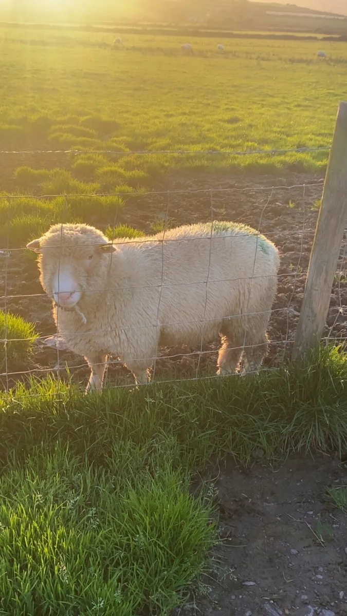 2 PBR Polled Dorset Rams , Both SIS Approved - Image 4