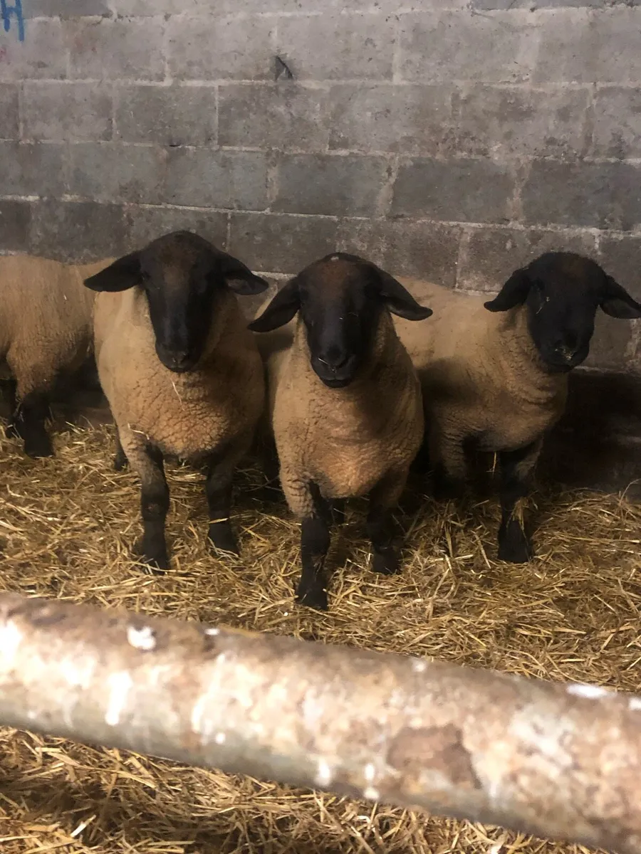 Top Quality Suffolk Hogget Rams