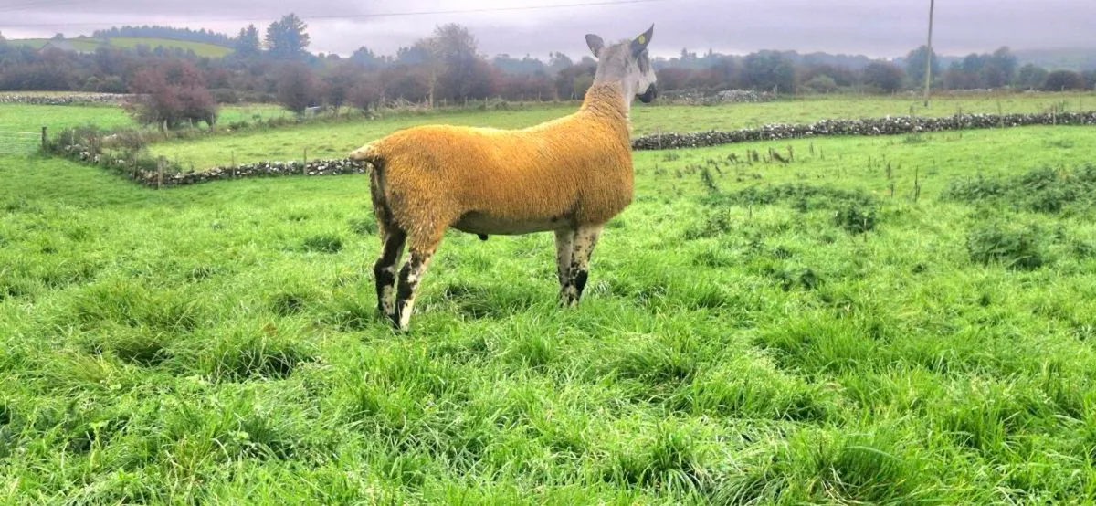 BLUEFACED LEICESTER SHEARLING & RAM LAMB - Image 2