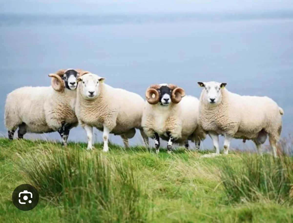Kerry/cork Ram events - Image 1
