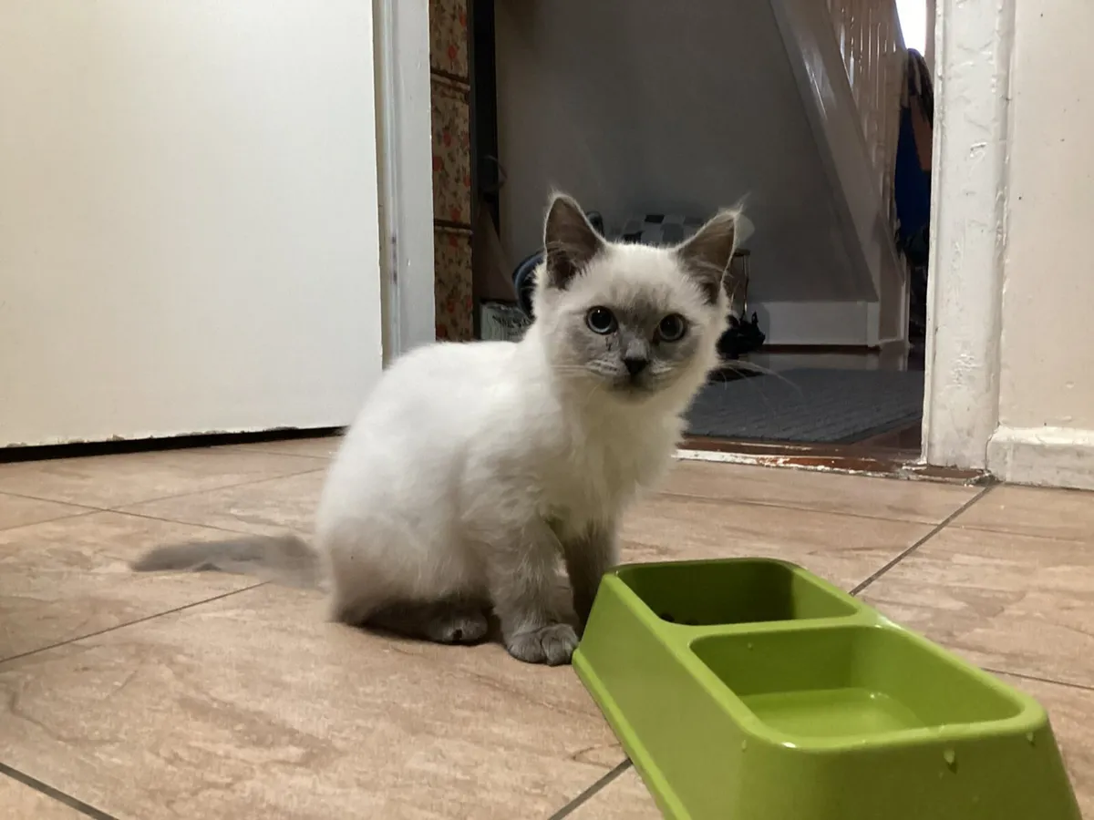 Kitten - Image 1