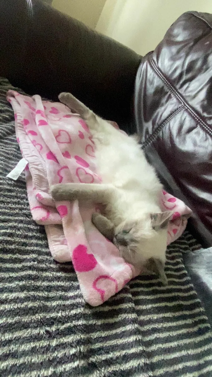 Kitten - Image 2