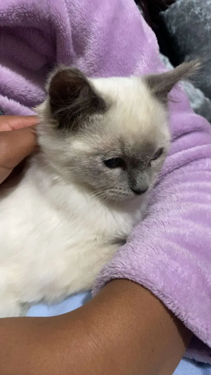 Kitten - Image 3