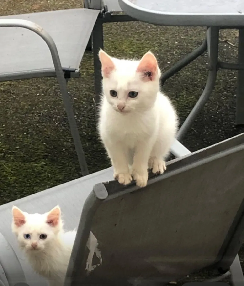 White kitten - Image 1
