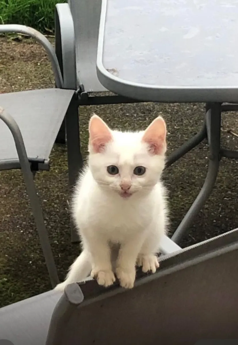 White kitten - Image 2