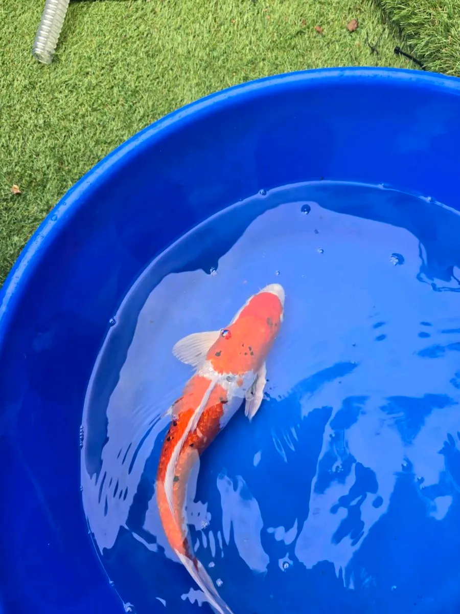 Koi and pond equipment - Image 3
