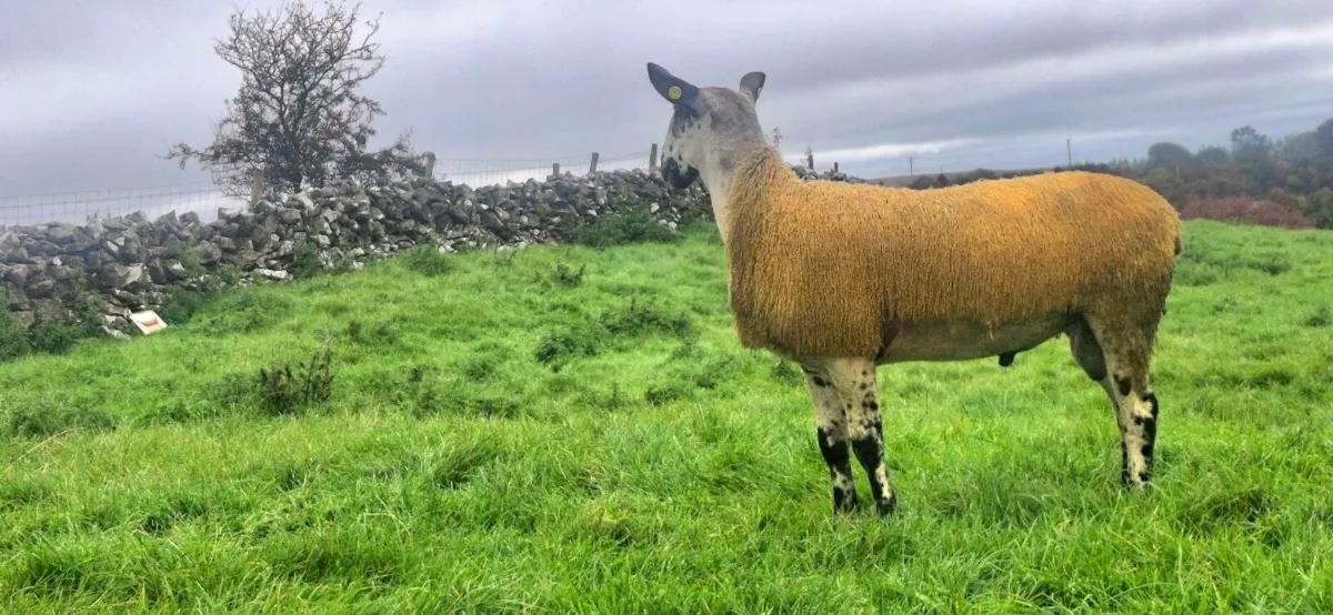 BLUEFACED LEICESTER SHEARLING & RAM LAMB - Image 3
