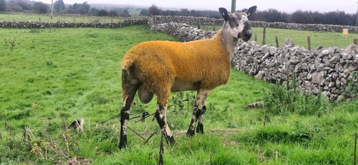 BLUEFACED LEICESTER SHEARLING & RAM LAMB - Image 4