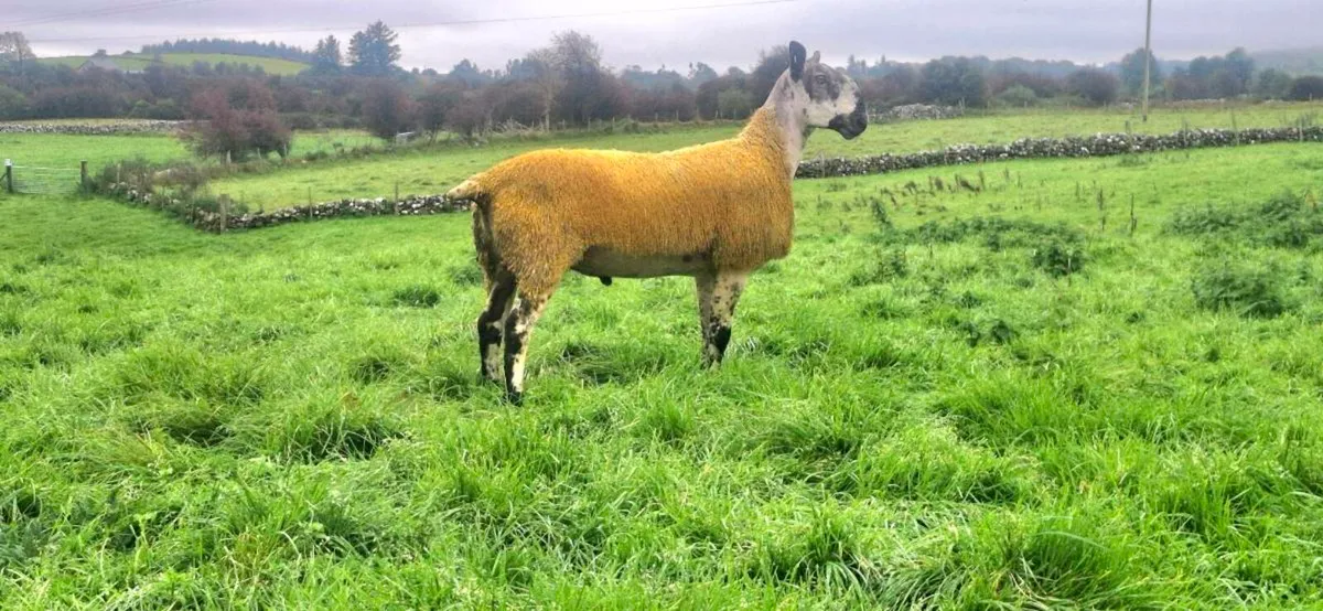 BLUEFACED LEICESTER SHEARLING & RAM LAMB - Image 1