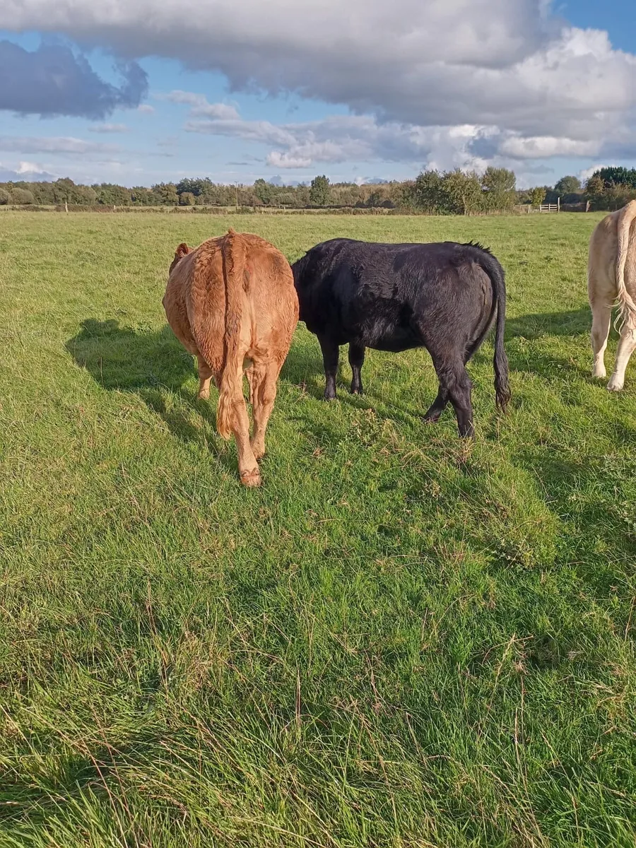 Kilcullen mart HEIFER show&sale wed 1st oct - Image 4