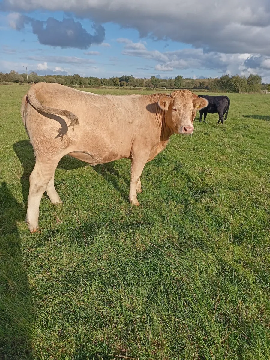 Kilcullen mart HEIFER show&sale wed 1st oct - Image 1