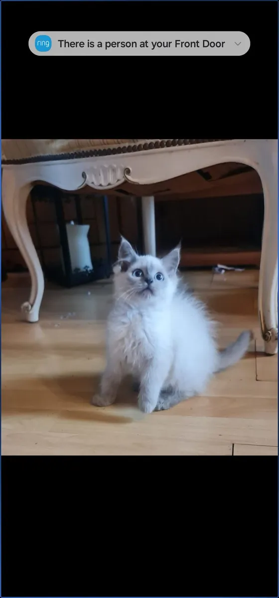 Kitten - Image 4