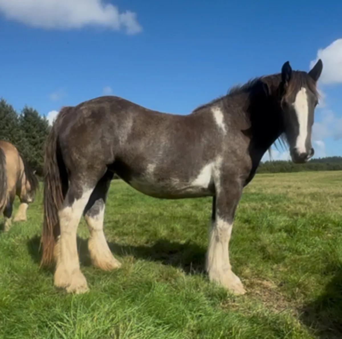Big  2yr old cob filly - Image 1