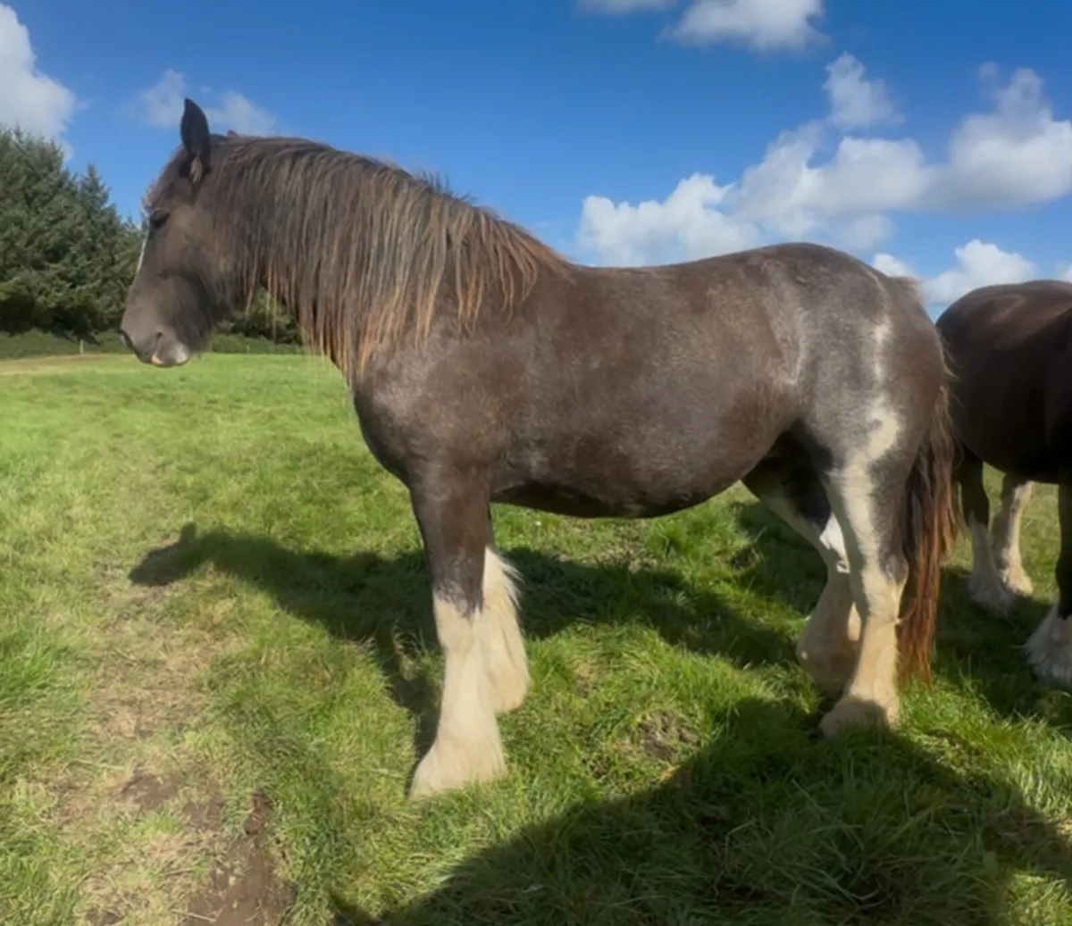 Big  2yr old cob filly - Image 2
