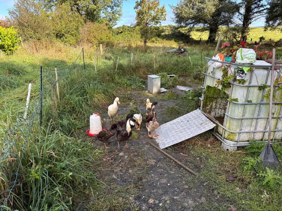 Runner Ducks - Image 1