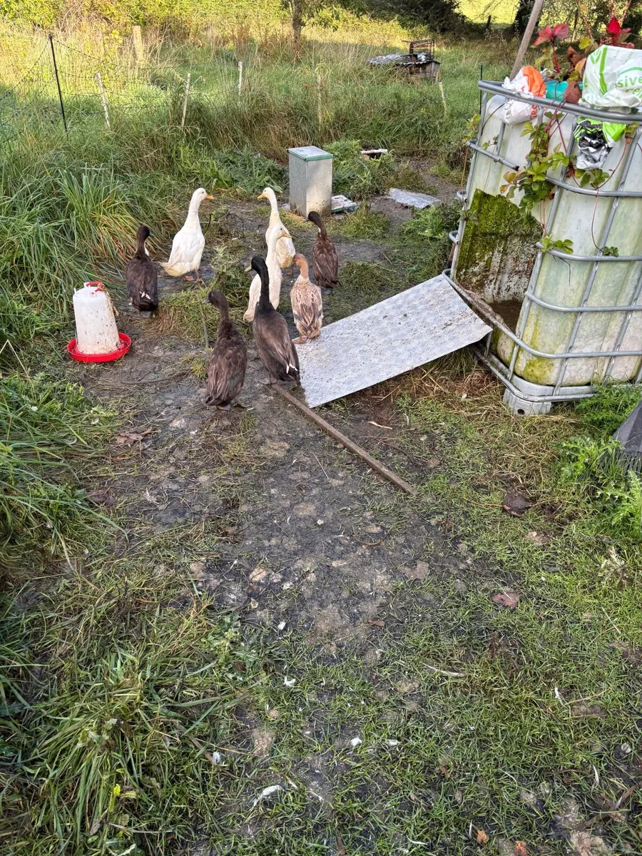 Runner Ducks - Image 2