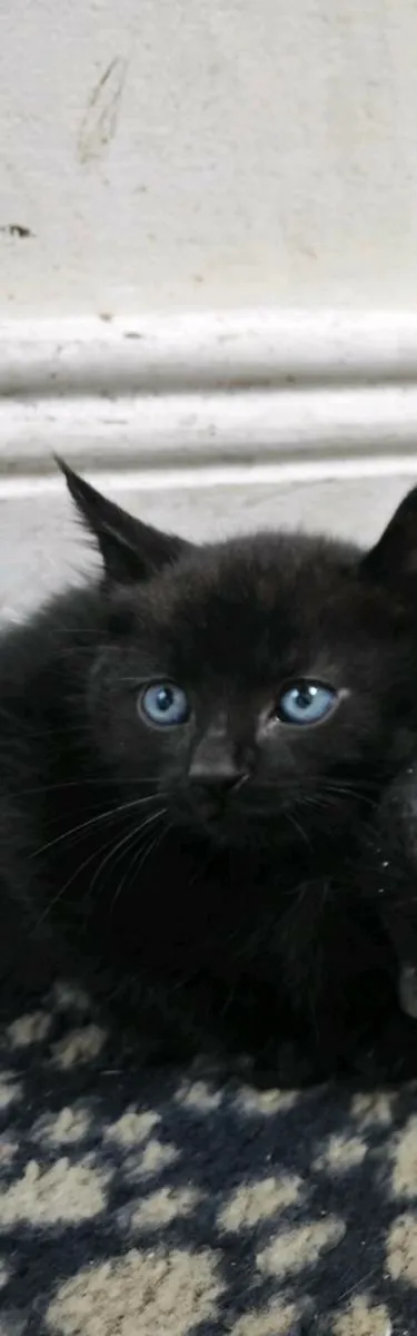 Male kittens - Image 2