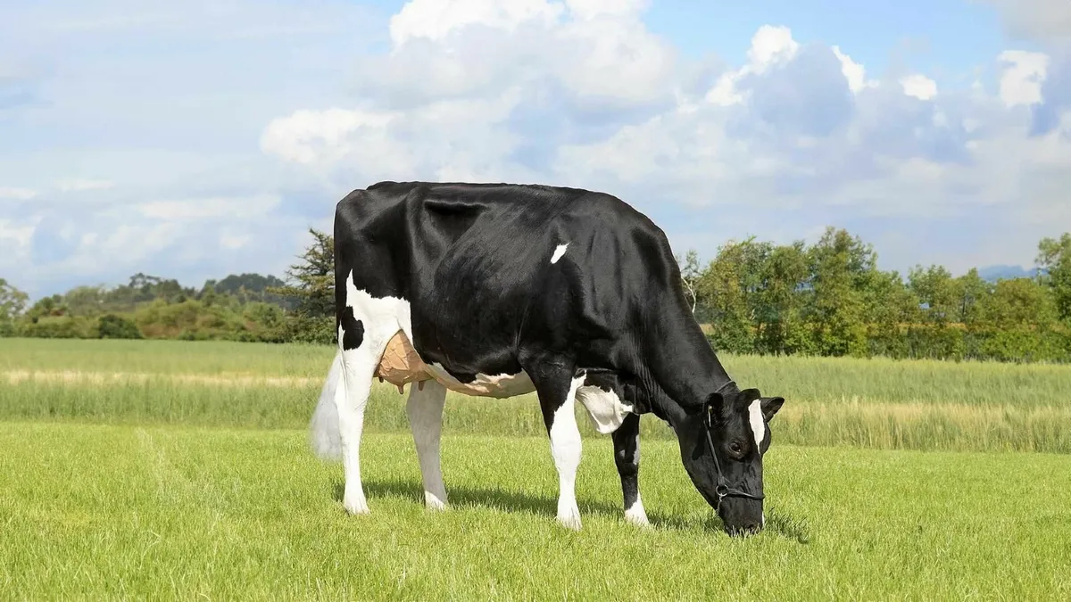 Holstein calved heifers or young cows wanted