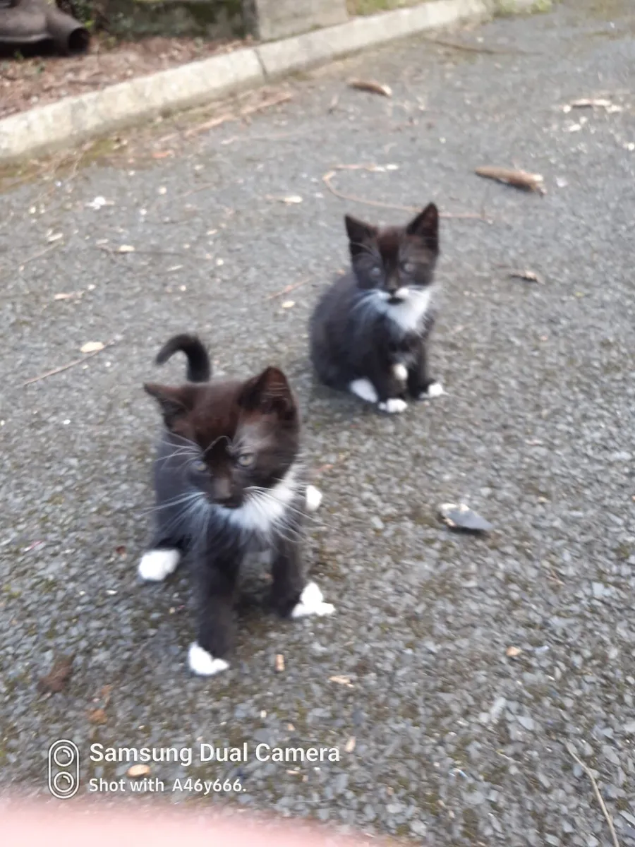 Kittens - Image 2